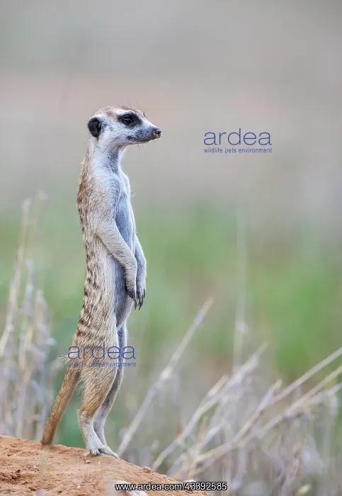 : Suricate (Suricata suricatta). Also called Meerkat : Suricate (Suricata suricatta). Also called Meerkat