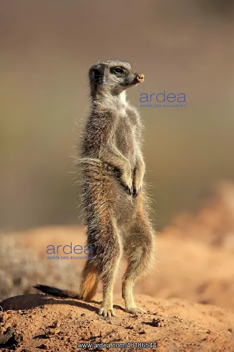 : Suricate (Suricata suricatta), Meerkat, adult, Oudtshoorn : Suricate (Suricata suricatta), Meerkat, adult, Oudtshoorn