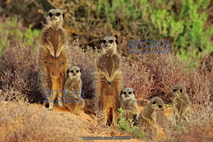 : Suricate (Suricata suricatta), Meerkat, adult with : Suricate (Suricata suricatta), Meerkat, adult with