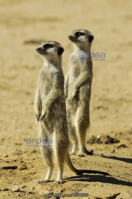 : Suricate (Suricata suricatta), Meerkat family around : Suricate (Suricata suricatta), Meerkat family around