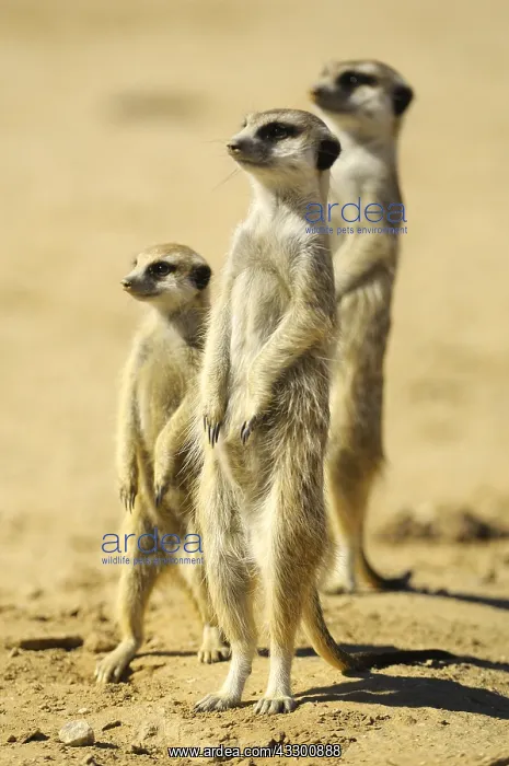 : Suricate (Suricata suricatta), Meerkat family around : Suricate (Suricata suricatta), Meerkat family around