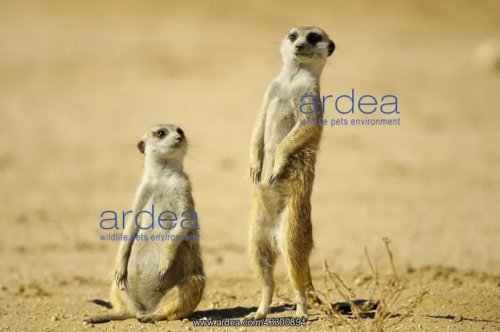  : Suricate (Suricata suricatta), Meerkat family around