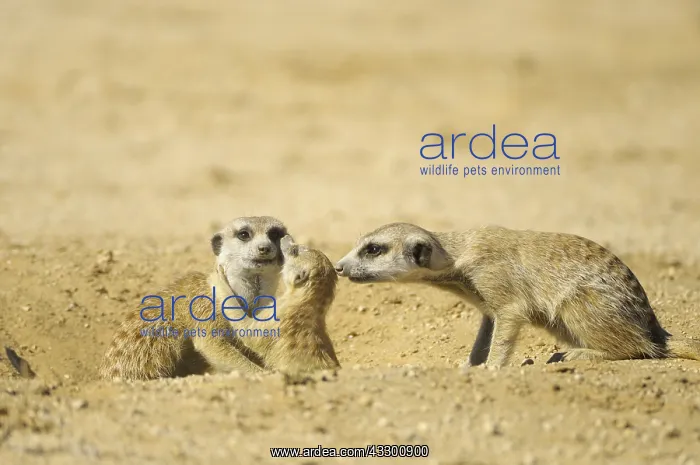 : Suricate (Suricata suricatta), Meerkat family around : Suricate (Suricata suricatta), Meerkat family around