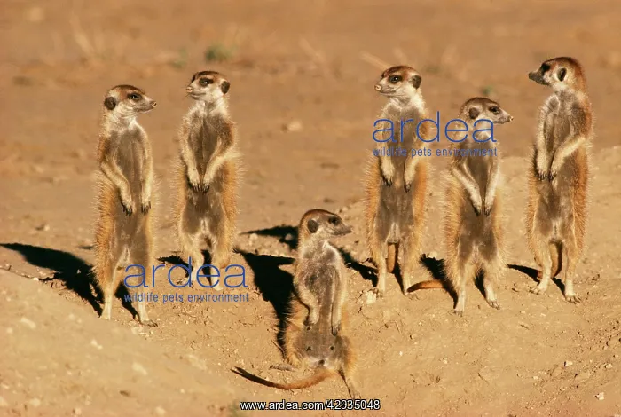 : Suricates / Meerkat - Sunning themselves : Suricates / Meerkat - Sunning themselves