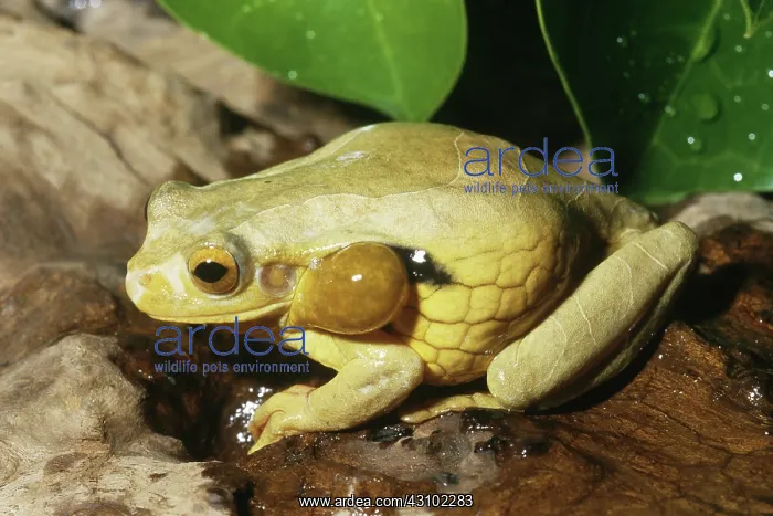 : Surinam Golden-eyed Treefrog : Surinam Golden-eyed Treefrog