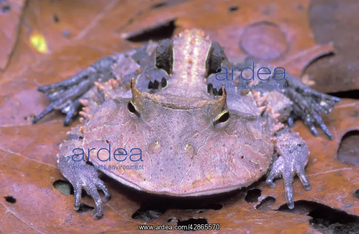 : Surinam Horned Frog : Surinam Horned Frog