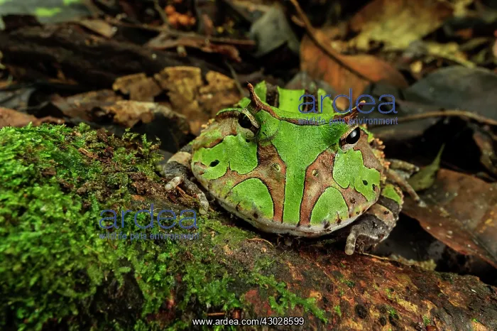 : Surinam Horned Frog / Amazonian Horned Frog, Amacayacu : Surinam Horned Frog / Amazonian Horned Frog, Amacayacu