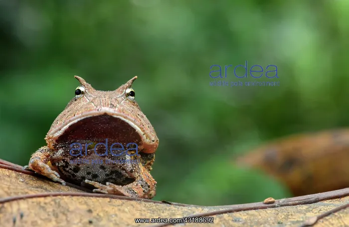 : Surinam horned frog or Amazonian horned frog (Ceratophrys : Surinam horned frog or Amazonian horned frog (Ceratophrys