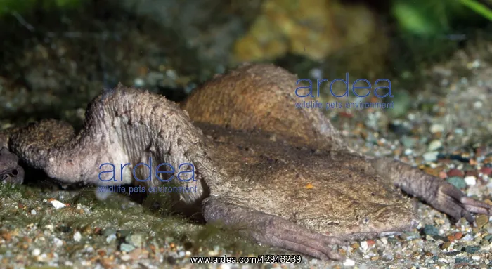: Surinam Toad : Surinam Toad