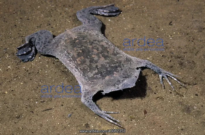 : Surinam Toad : Surinam Toad