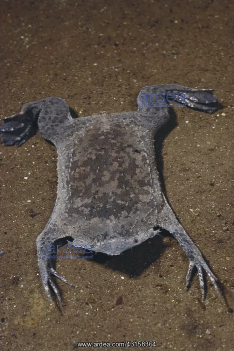 : Surinam Toad : Surinam Toad