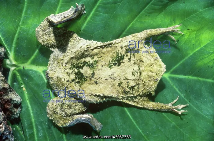 : Surinam Toad (Pipa pipa) : Surinam Toad (Pipa pipa)