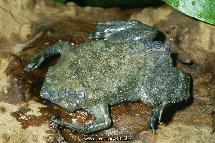 : Surinam Toad (Pipa pipa) : Surinam Toad (Pipa pipa)