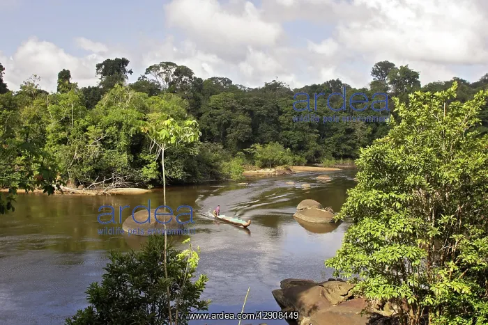 : Suriname - Coppename River : Suriname - Coppename River