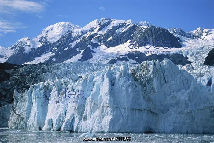 : Surprise Glacier : Surprise Glacier