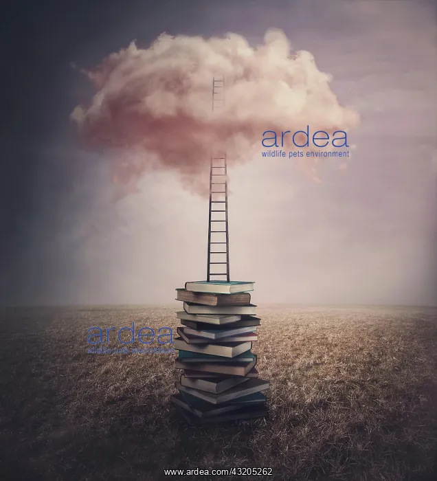 : Surreal landscape, conceptual scene with a books : Surreal landscape, conceptual scene with a books