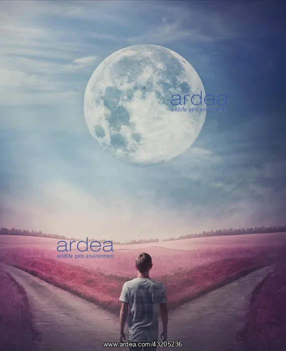 : Surreal purple world with a person following the : Surreal purple world with a person following the