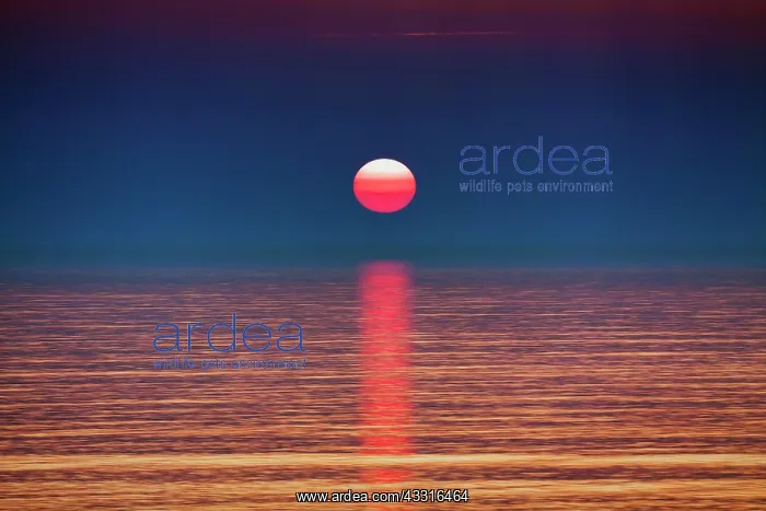 : Surreal sunset at the sea, smooth water surface : Surreal sunset at the sea, smooth water surface