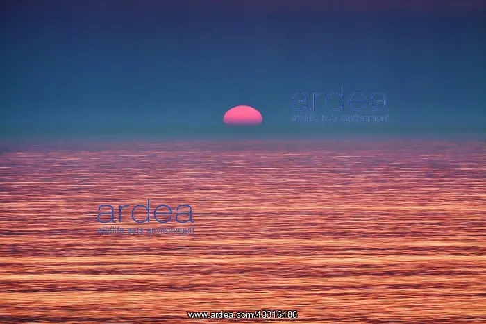 : Surreal sunset at the sea, smooth water surface : Surreal sunset at the sea, smooth water surface