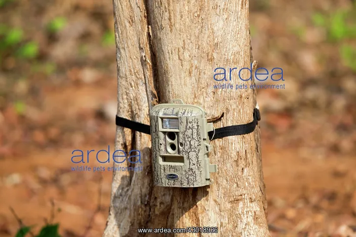 : Surveillance Camera camera trap attached to a tree : Surveillance Camera camera trap attached to a tree
