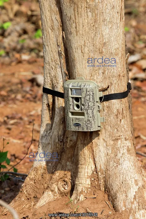 : Surveillance Camera camera trap attached to a tree : Surveillance Camera camera trap attached to a tree