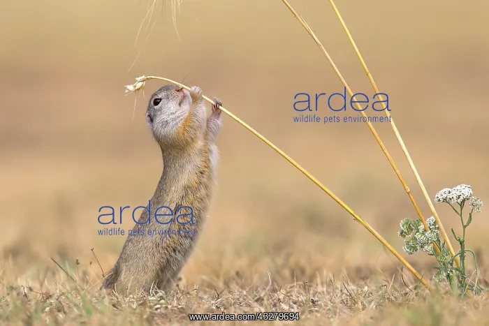 : Suslik (Citellus citellus), adult animal reaches : Suslik (Citellus citellus), adult animal reaches