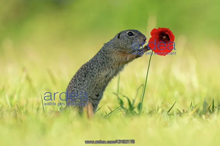 : Suslik (Spermophilus citellus) on poppy in a meadow : Suslik (Spermophilus citellus) on poppy in a meadow
