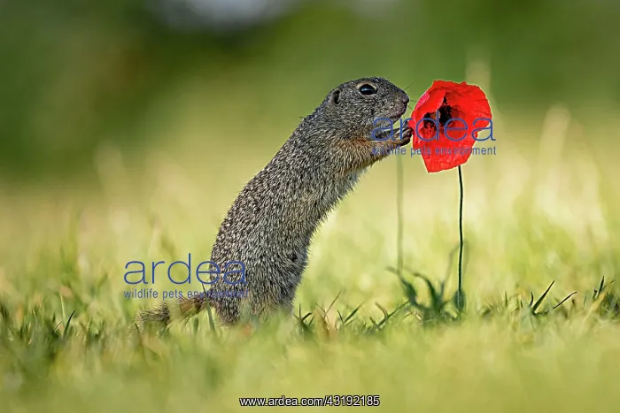 : Suslik (Spermophilus citellus) on poppy in a meadow : Suslik (Spermophilus citellus) on poppy in a meadow