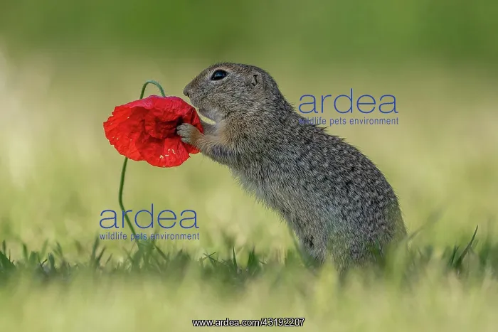 : Suslik (Spermophilus citellus) on poppy in a meadow : Suslik (Spermophilus citellus) on poppy in a meadow