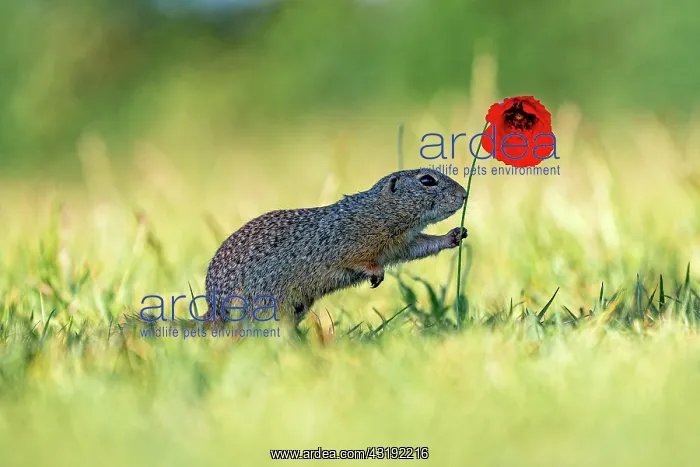: Suslik (Spermophilus citellus) on poppy in a meadow : Suslik (Spermophilus citellus) on poppy in a meadow