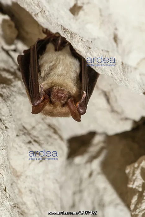 : Suspended Mouse-eared Bat - Annual Census of bats : Suspended Mouse-eared Bat - Annual Census of bats
