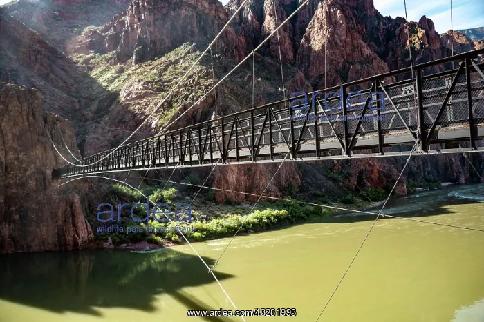 : Suspension Bridge Kaibab Suspension Bridge over : Suspension Bridge Kaibab Suspension Bridge over