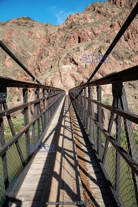 : Suspension Bridge Kaibab Suspension Bridge, South : Suspension Bridge Kaibab Suspension Bridge, South