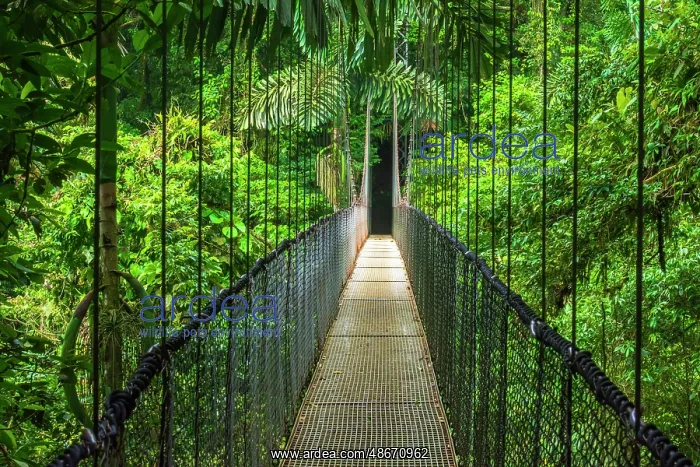 : Suspension bridge at Mistico Hanging Bridges, Alajuela : Suspension bridge at Mistico Hanging Bridges, Alajuela