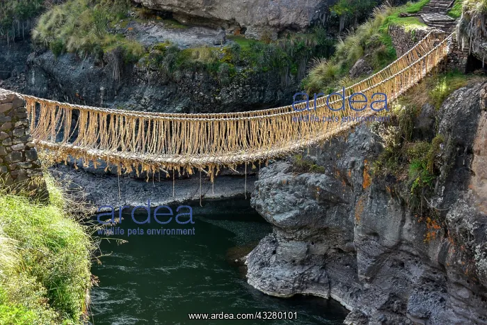 : Suspension bridge Q'iswachaka from the Inca era : Suspension bridge Q'iswachaka from the Inca era