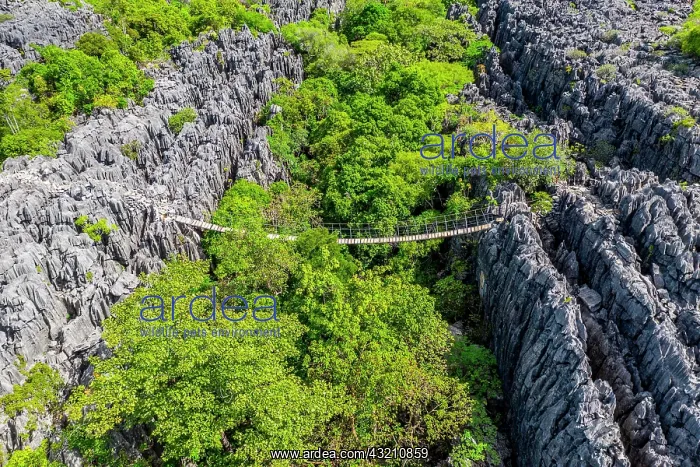 : Suspension bridge over rugged karst landscape, Tsingy : Suspension bridge over rugged karst landscape, Tsingy