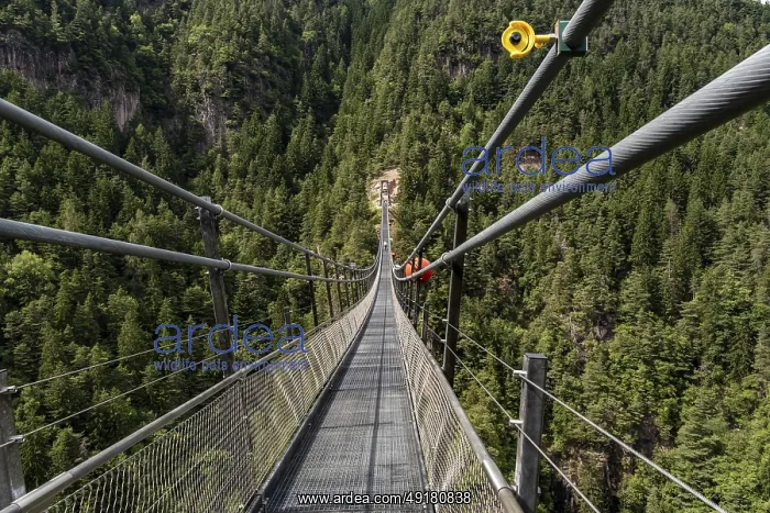 : Suspension bridge with safety camera over wooded gorge in the Sarntal Valley : Suspension bridge with safety camera over wooded gorge in the Sarntal Valley