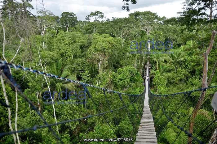 : Suspension bridge between tall tropical trees of : Suspension bridge between tall tropical trees of