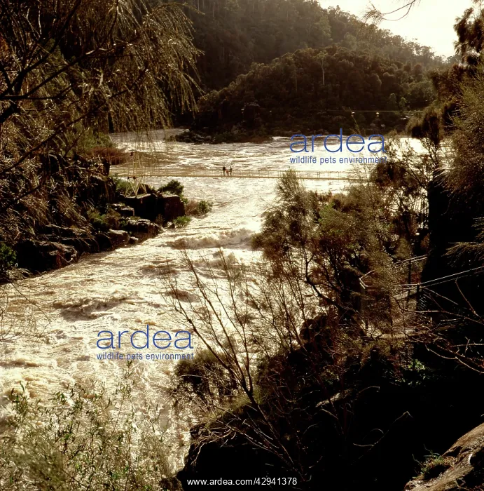 : The Suspension Bridge.at Cataract Gorge, moderate : The Suspension Bridge.at Cataract Gorge, moderate
