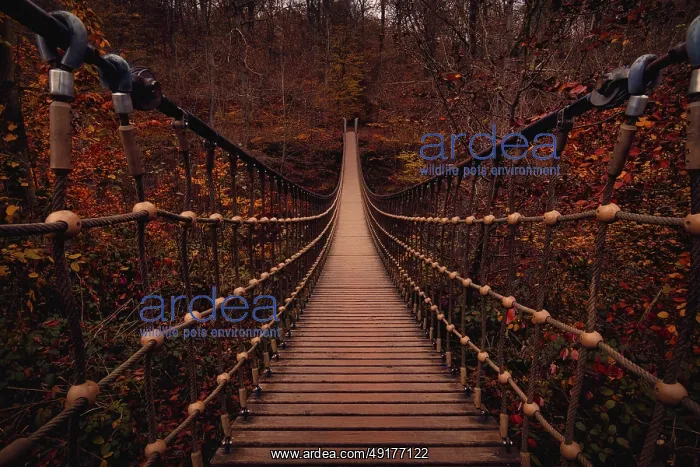 : Suspension rope bridge in an autumnal forest with red foliage : Suspension rope bridge in an autumnal forest with red foliage
