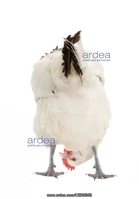  : Sussex chicken looking for egg