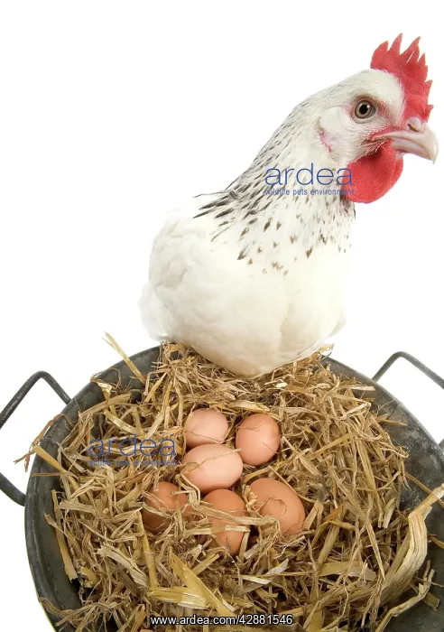  : Sussex Chicken - looking at eggs in metal pail
