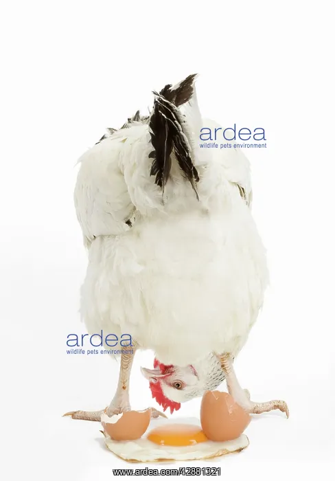 : Sussex Chicken - in studio looking at fried egg : Sussex Chicken - in studio looking at fried egg