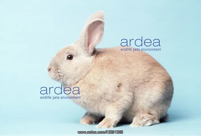 : SUSSEX CREAM RABBIT - Domestic : SUSSEX CREAM RABBIT - Domestic