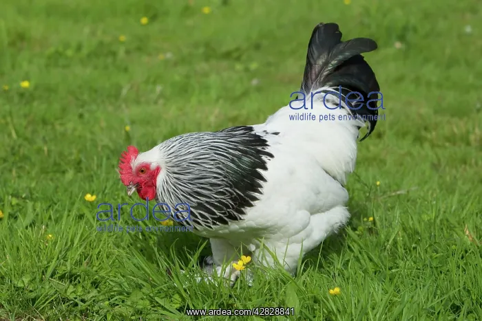 : Sussex - Domestic Chicken Breed : Sussex - Domestic Chicken Breed