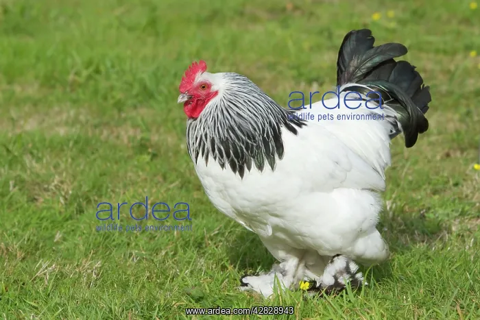 : Sussex - Domestic Chicken Breed : Sussex - Domestic Chicken Breed