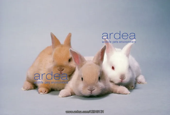  : Sussex Gold and Cream RABBITS - x3