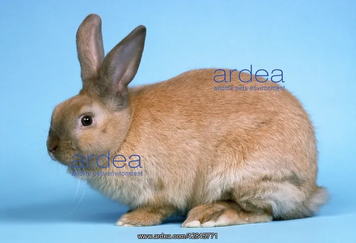  : Sussex Gold Rabbit
