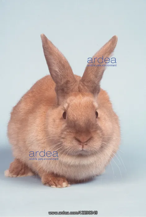 : SUSSEX (GOLD) RABBIT - Domestic : SUSSEX (GOLD) RABBIT - Domestic
