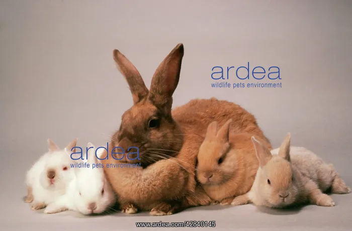  : SUSSEX GOLD and SUSSEX CREAM RABBITS